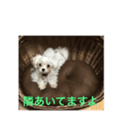 ウチのすずんこさん（マルチーズ犬）2（個別スタンプ：5）