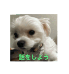 ウチのすずんこさん（マルチーズ犬）2（個別スタンプ：6）