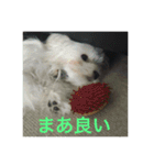 ウチのすずんこさん（マルチーズ犬）2（個別スタンプ：7）