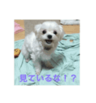 ウチのすずんこさん（マルチーズ犬）2（個別スタンプ：8）