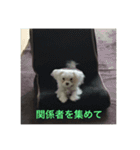 ウチのすずんこさん（マルチーズ犬）2（個別スタンプ：9）