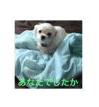 ウチのすずんこさん（マルチーズ犬）2（個別スタンプ：10）