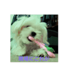 ウチのすずんこさん（マルチーズ犬）2（個別スタンプ：11）