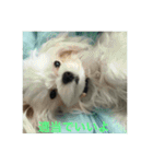 ウチのすずんこさん（マルチーズ犬）2（個別スタンプ：12）