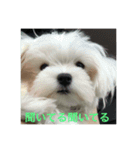 ウチのすずんこさん（マルチーズ犬）2（個別スタンプ：13）