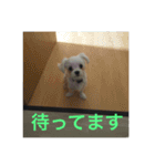 ウチのすずんこさん（マルチーズ犬）2（個別スタンプ：14）