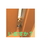 ウチのすずんこさん（マルチーズ犬）2（個別スタンプ：15）