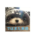 ウチのすずんこさん（マルチーズ犬）2（個別スタンプ：16）