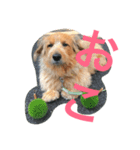 mix犬！大吉くん♪（個別スタンプ：1）