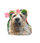 mix犬！大吉くん♪（個別スタンプ：2）