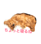 mix犬！大吉くん♪（個別スタンプ：3）