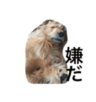 mix犬！大吉くん♪（個別スタンプ：4）