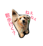 mix犬！大吉くん♪（個別スタンプ：5）