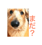 mix犬！大吉くん♪（個別スタンプ：6）
