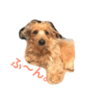 mix犬！大吉くん♪（個別スタンプ：7）