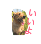 mix犬！大吉くん♪（個別スタンプ：8）
