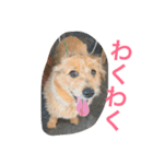 mix犬！大吉くん♪（個別スタンプ：10）