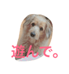 mix犬！大吉くん♪（個別スタンプ：11）