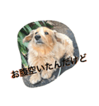 mix犬！大吉くん♪（個別スタンプ：12）