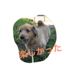 mix犬！大吉くん♪（個別スタンプ：14）