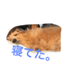 mix犬！大吉くん♪（個別スタンプ：15）