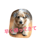 mix犬！大吉くん♪（個別スタンプ：16）