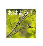 野鳥撮影（個別スタンプ：1）