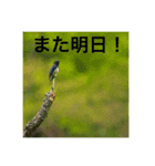 野鳥撮影（個別スタンプ：14）