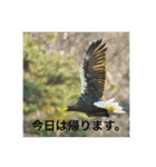 野鳥撮影（個別スタンプ：15）