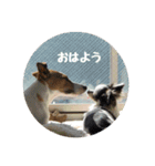 ジャックとチワワの一言（個別スタンプ：1）