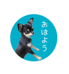 ジャックとチワワの一言（個別スタンプ：2）