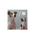 ジャックとチワワの一言（個別スタンプ：3）