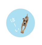 ジャックとチワワの一言（個別スタンプ：5）