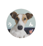ジャックとチワワの一言（個別スタンプ：7）