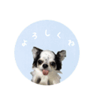 ジャックとチワワの一言（個別スタンプ：11）