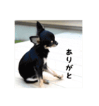 ジャックとチワワの一言（個別スタンプ：13）