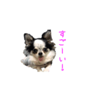 ジャックとチワワの一言（個別スタンプ：18）