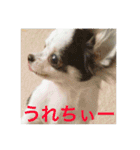ジャックとチワワの一言（個別スタンプ：23）