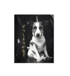 ジャックとチワワの一言（個別スタンプ：24）