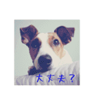 ジャックとチワワの一言（個別スタンプ：25）