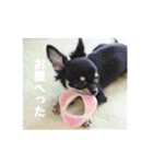 ジャックとチワワの一言（個別スタンプ：26）