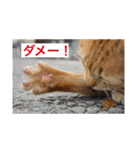 ジャックとチワワの一言（個別スタンプ：28）
