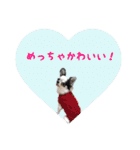 ジャックとチワワの一言（個別スタンプ：30）