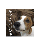 ジャックとチワワの一言（個別スタンプ：31）