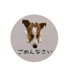 ジャックとチワワの一言（個別スタンプ：36）