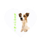 ジャックとチワワの一言（個別スタンプ：37）