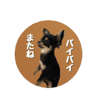 ジャックとチワワの一言（個別スタンプ：38）