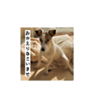 ジャックとチワワの一言（個別スタンプ：39）