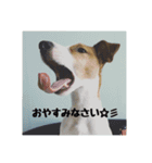 ジャックとチワワの一言（個別スタンプ：40）