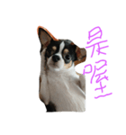 bg dog（個別スタンプ：4）